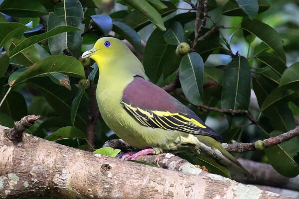 Kaudulla_Pompadour_Green_Pigeon