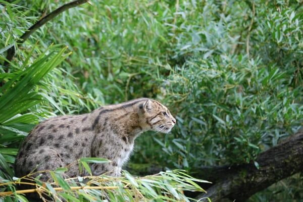 Kumana National Park