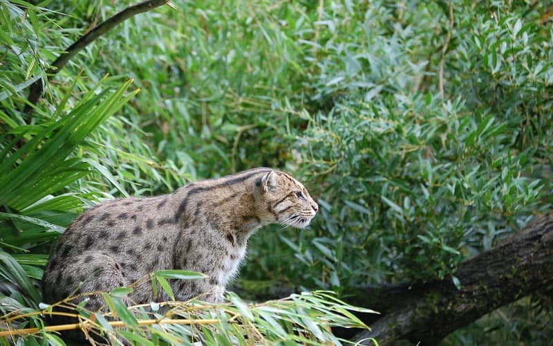 Kumana National Park