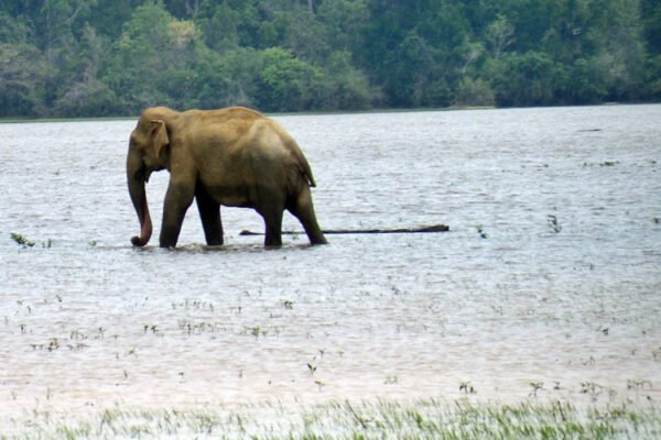 Lahugala-Kitulana-National-Park