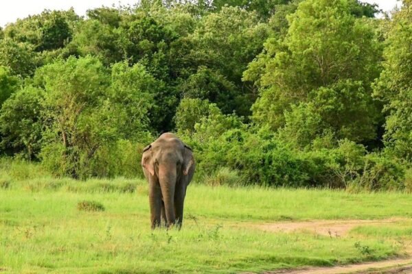 Minneriya National Park