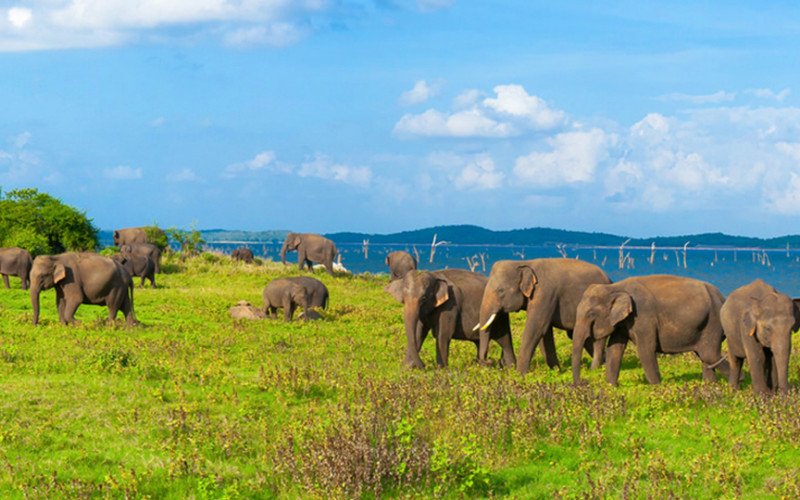 Somawathiya-National-Park