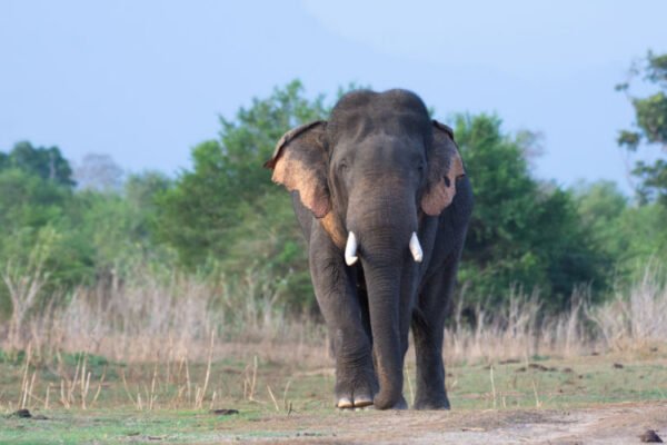 Udawalawe-National-Park