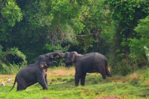 Wasgamuwa-National-Park-Elephants