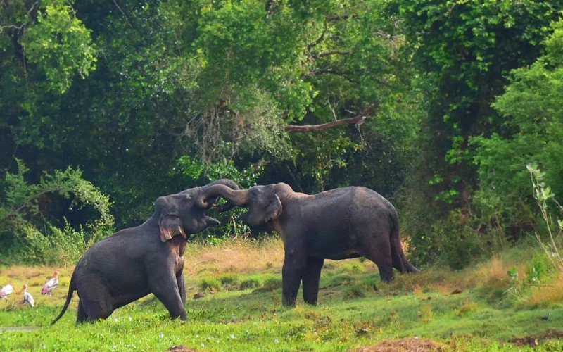 Wasgamuwa-National-Park-Elephants