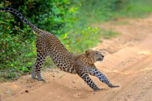 Wilpattu-National-Park-Leopard