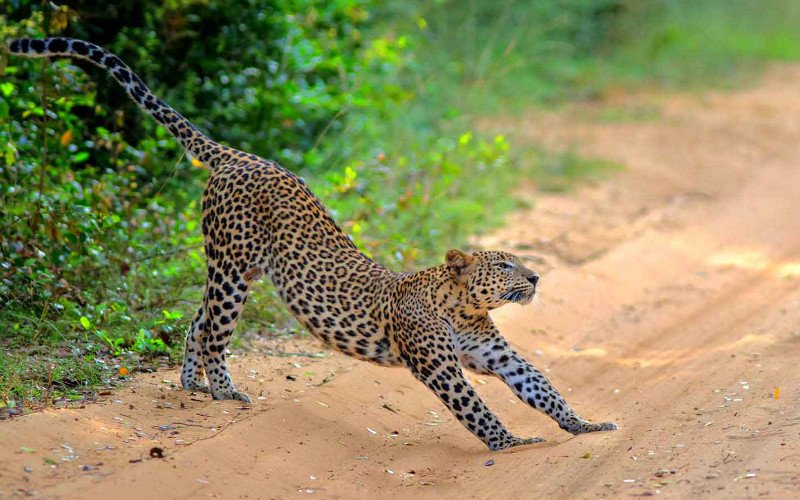 Wilpattu-National-Park-Leopard