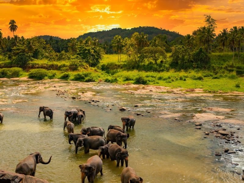 Pinnawala Elephant Orphanage